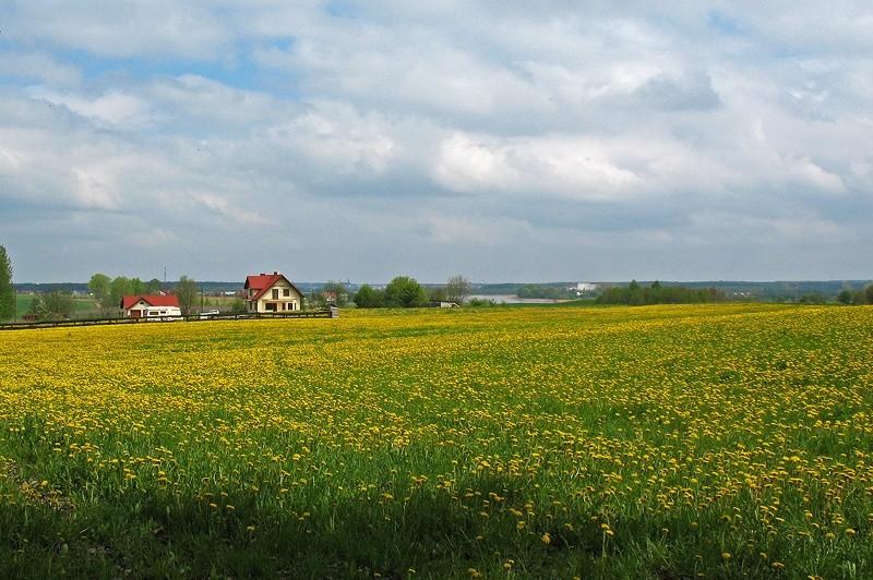 Żółte pola