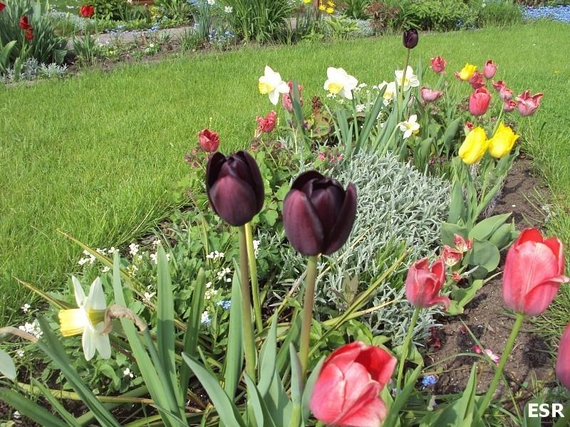 Tulipany