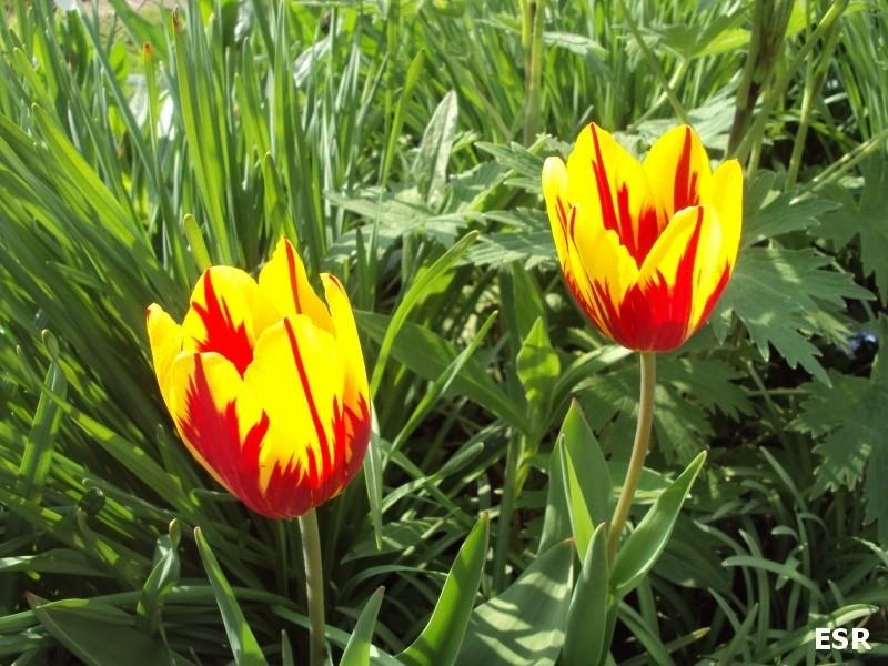 Tulipany