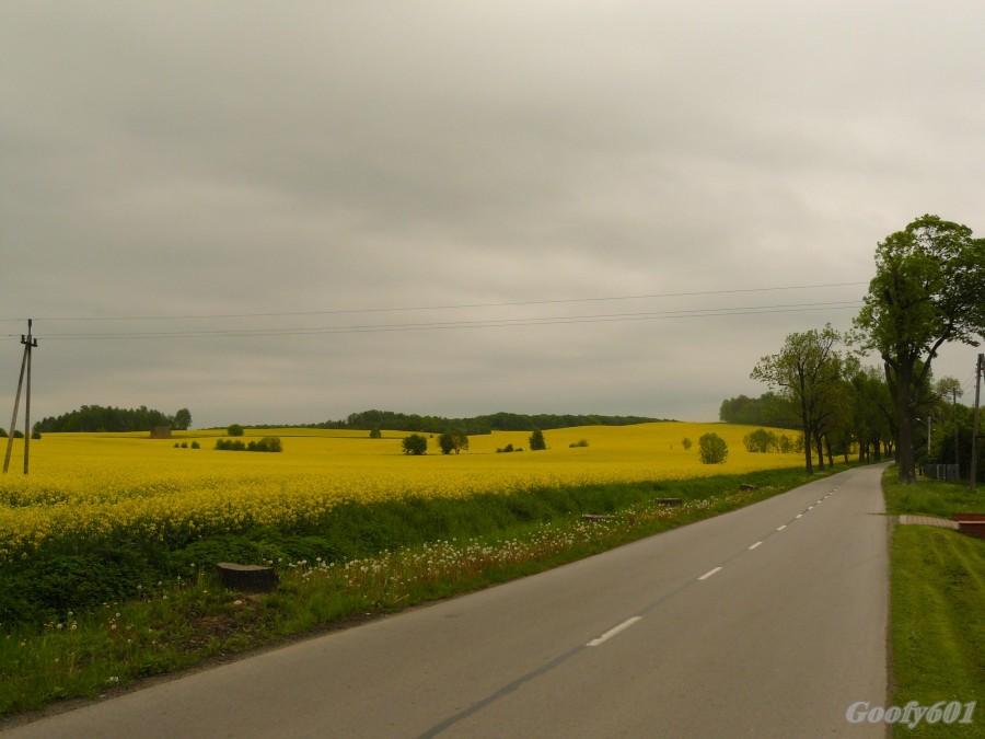 Rzepakowo