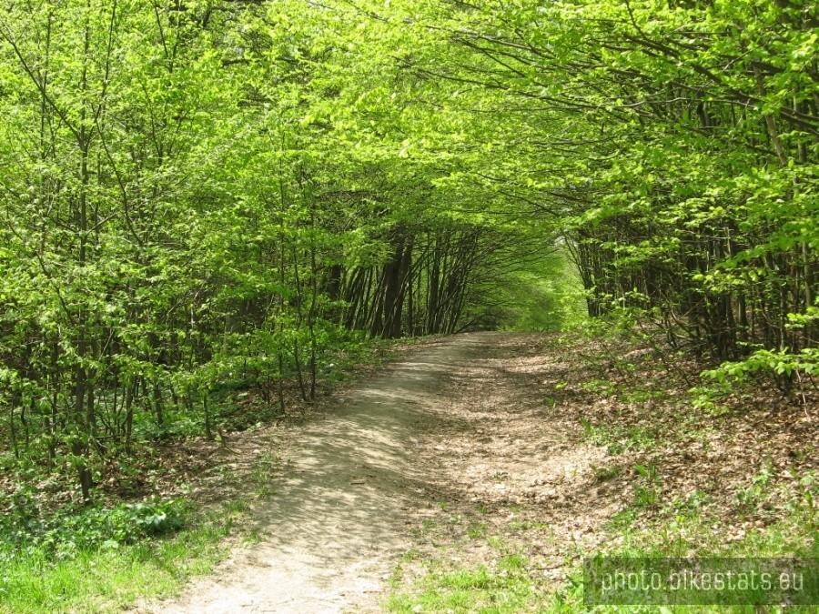 Las koło Karwin