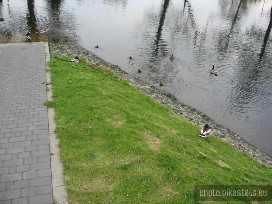 Kaczuszki