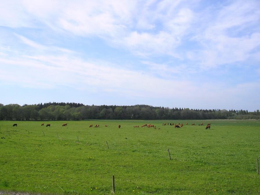 Dyskretny urok Jutlandii - "krufki" w poblizu jeziora Mossø