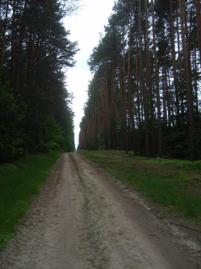 Leśna autostrada