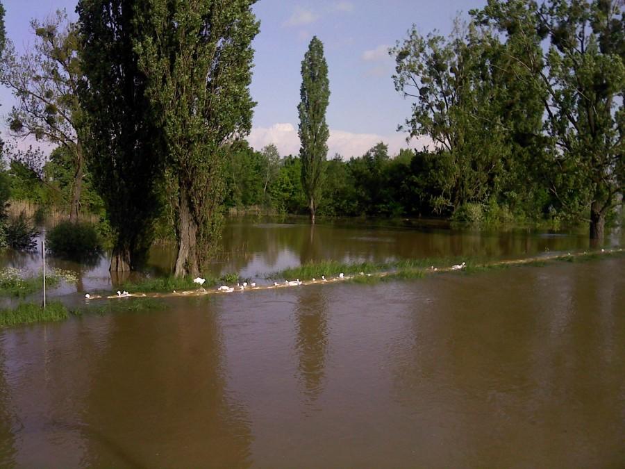 Wylewająca Widawa przy moście na Warszawę w Wrocławiu