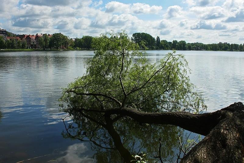 Zwalone drzewo