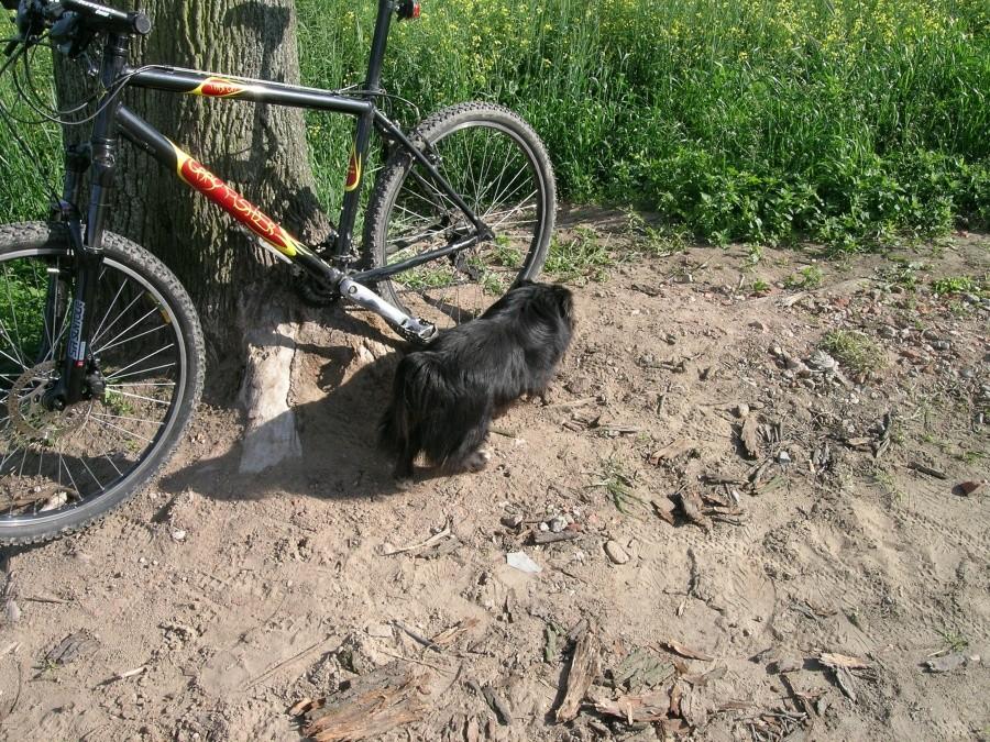 Przygotowanie do osikania koła :D