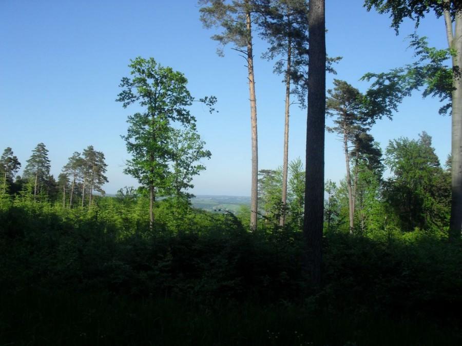 widoczek...