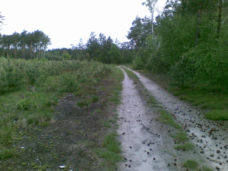 Lasy jarantowskie