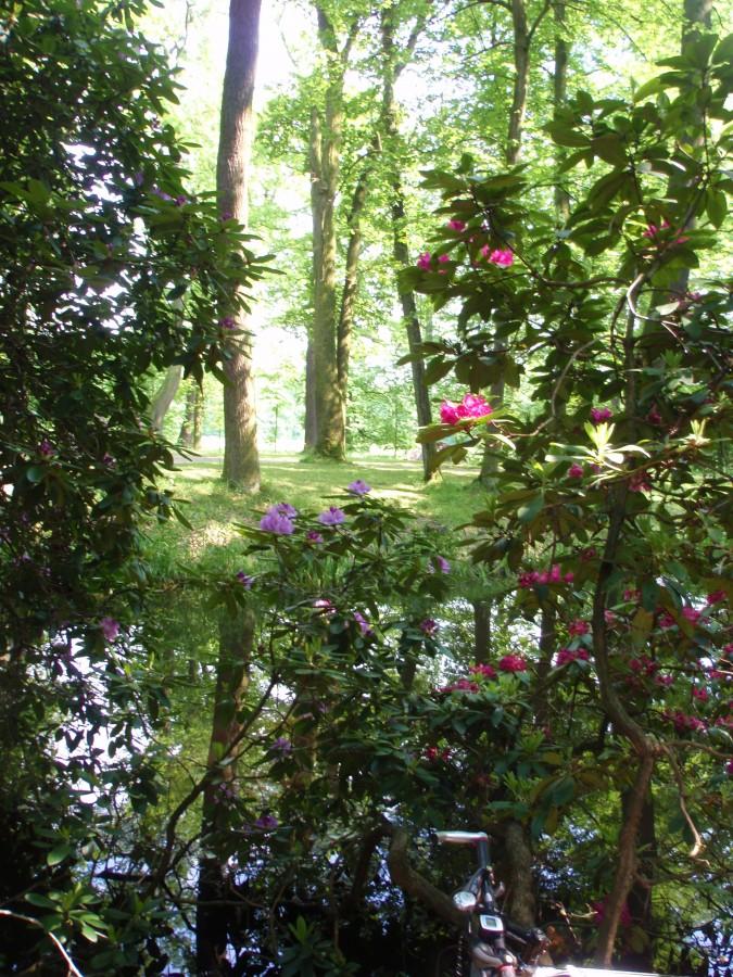 Rododendrony