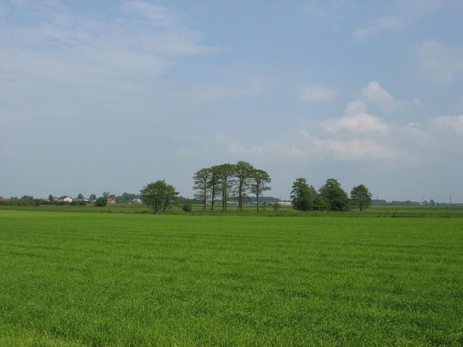 Łąki nad Głoskówką
