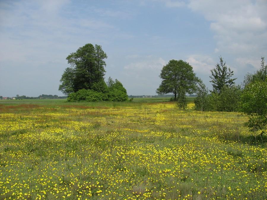 Łąki nad Głoskówką