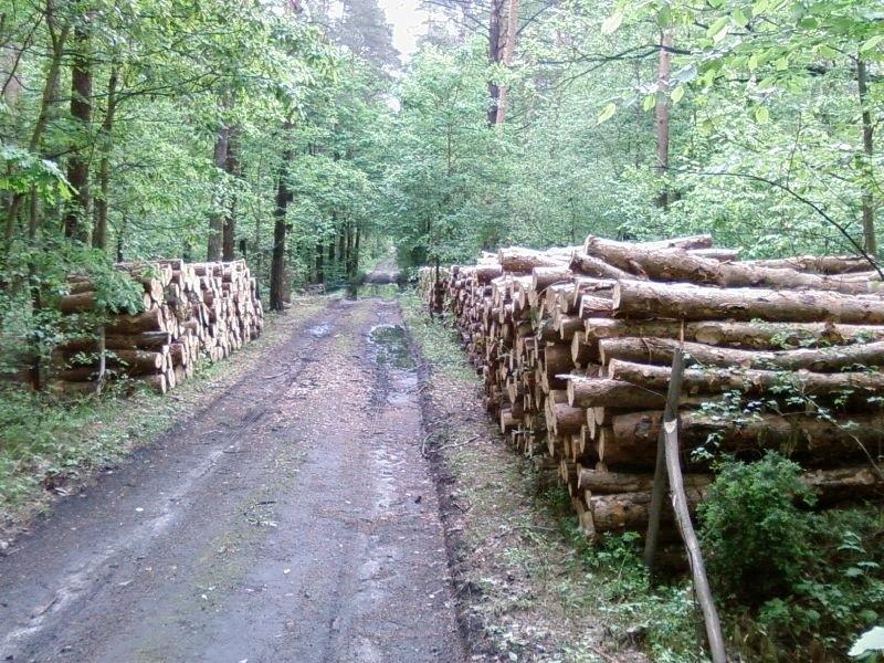Drewno gotowe do wywiezienia