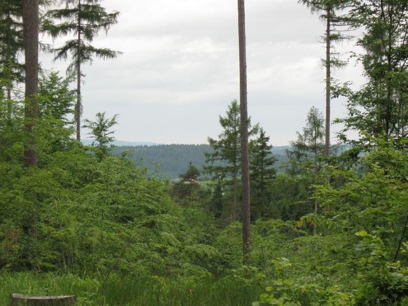 Widok spomiędzy drzew.