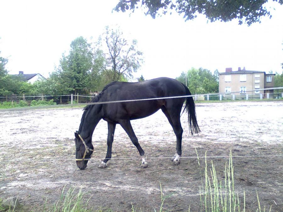 Franek ;)