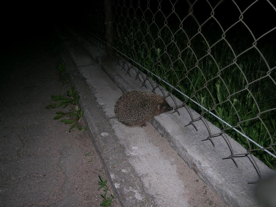 Jeż