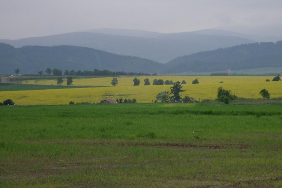 Wszystko żółte