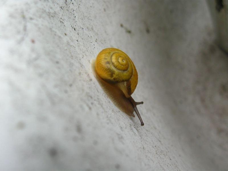 Mini ślimaczek.