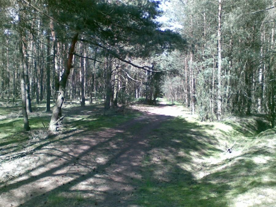 Las jarantowski