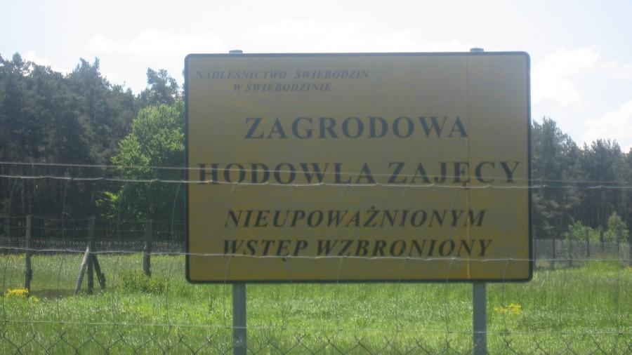 Zagrodowa hodowla zajęcy