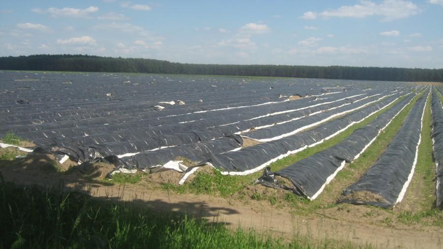 Uprawa szparagów