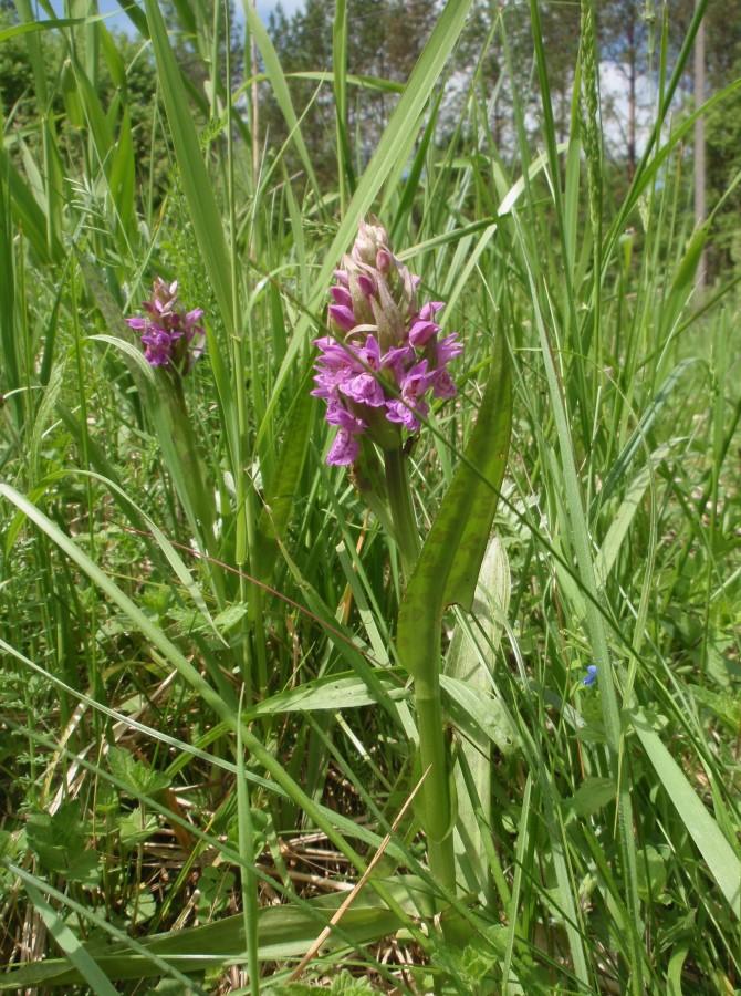 Storczyki