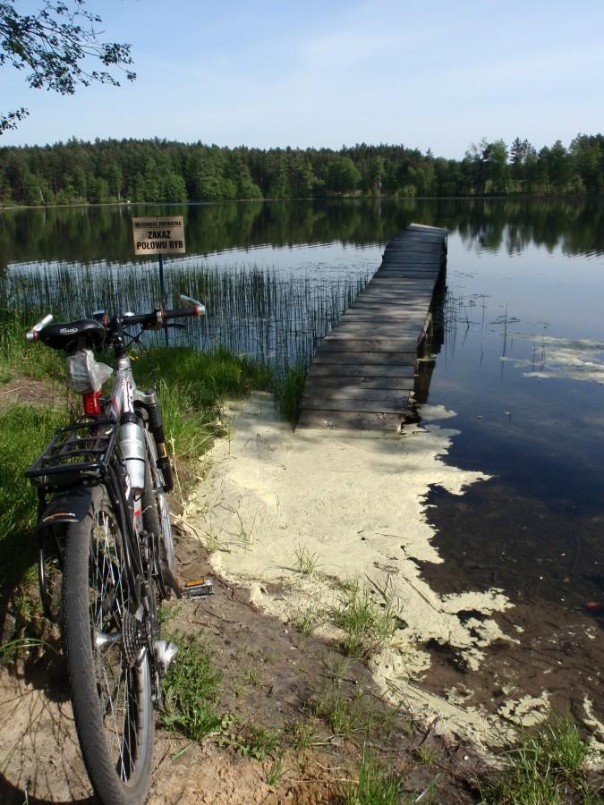 Żółte pyłki sosen tworzą kożuch na wodzie