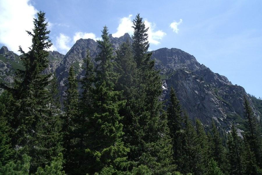 Widoczek