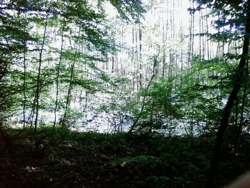 Podmokły las