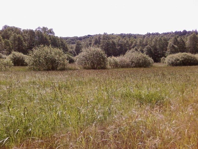 Polana