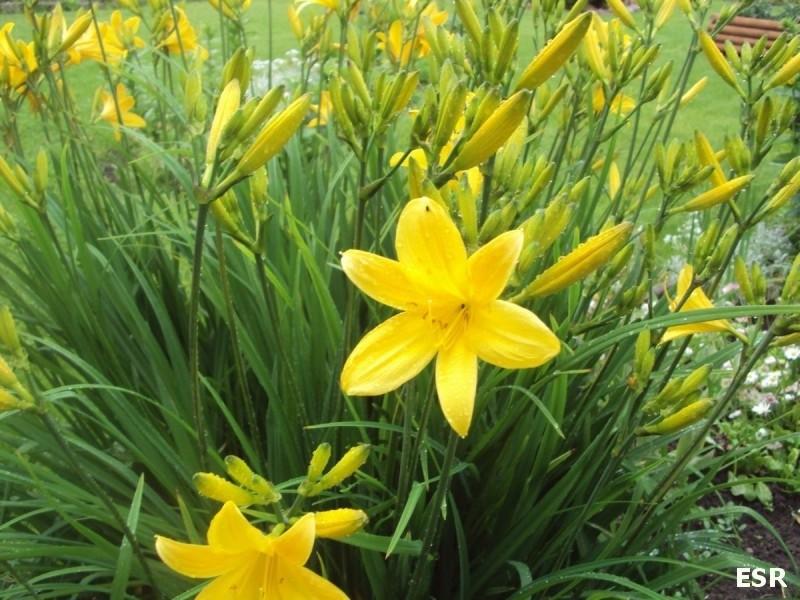 Kwiatki Kamisi 2