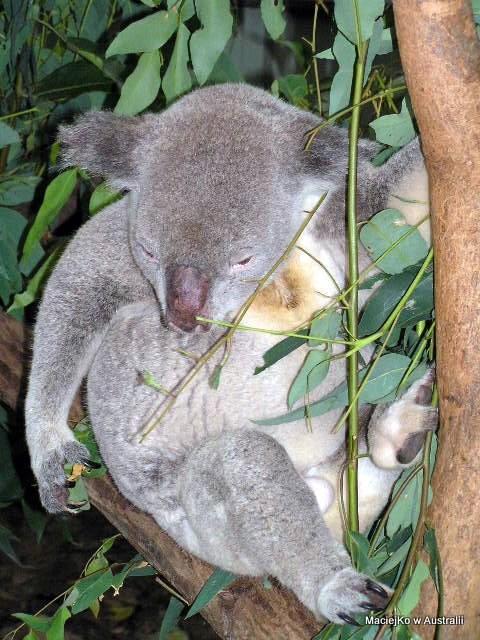 Koala