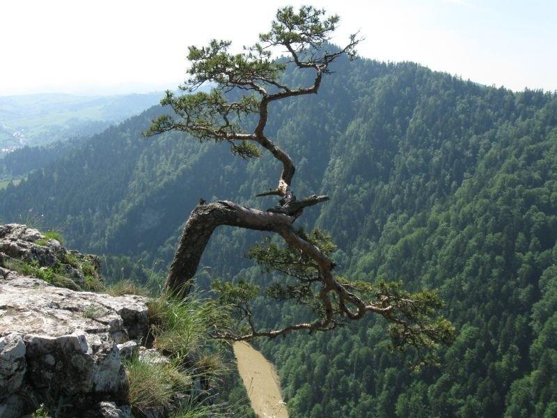 Znany widok- Sokolica.