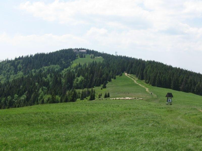 Zostawiam za sobą Turbacz, schronisko i łowiecki- Hala Długa.