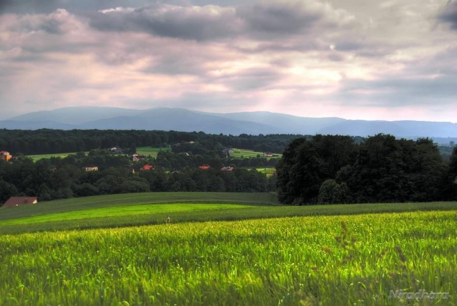 widoczek
