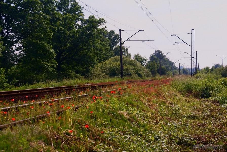 PKP dorabia uprawą maku