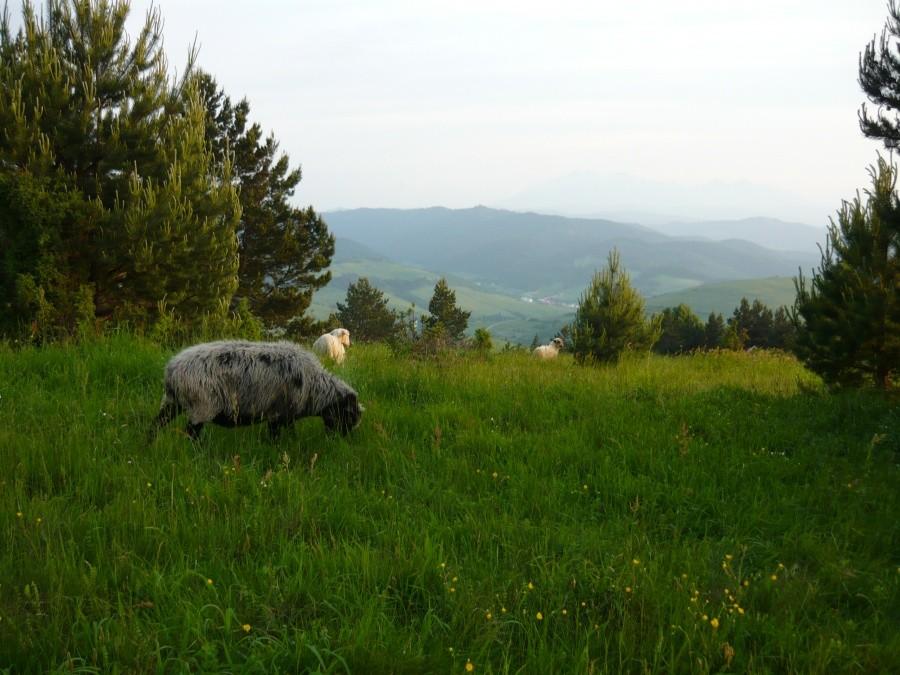 Czarna owca
