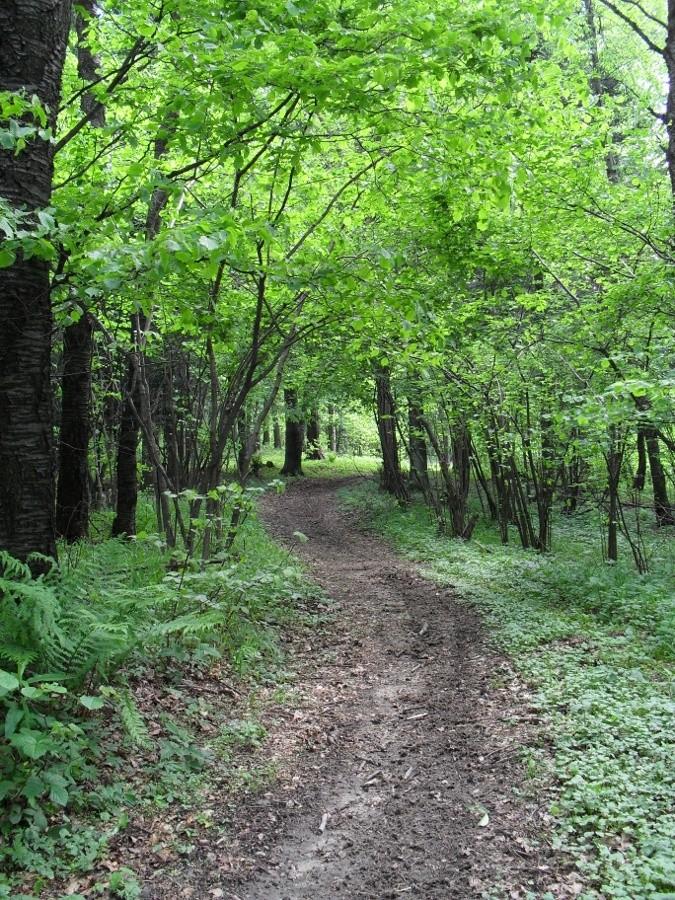 zielony szlak