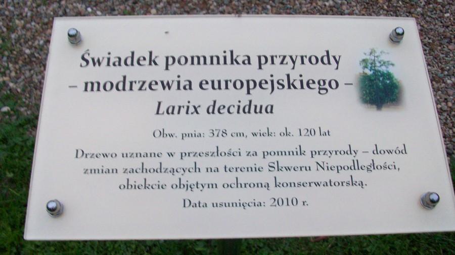 Opis tajemniczego drzewa