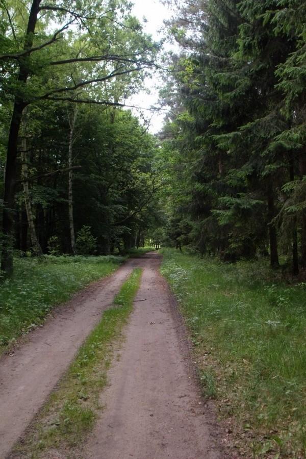 Ścieżka leśna