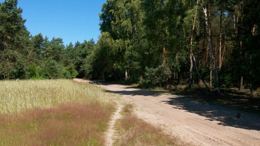 W drodze powrotnej przez las