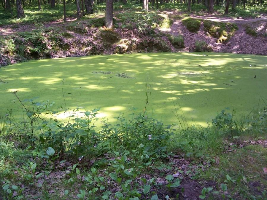 rzęsa wodna