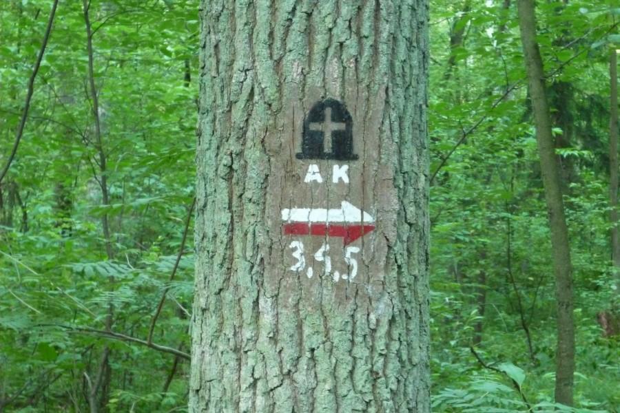 szlak ak, las młochowski