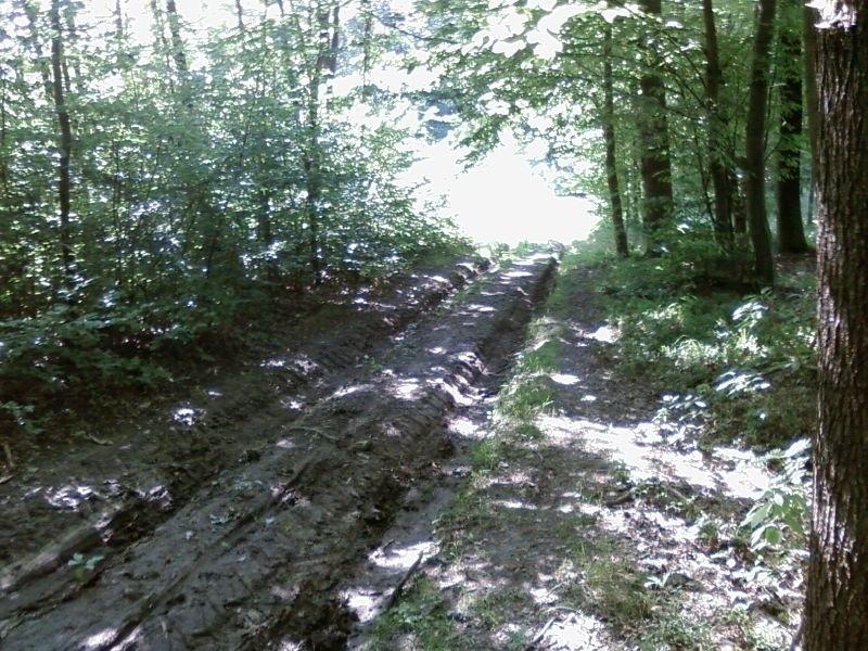 Wertepy leśne