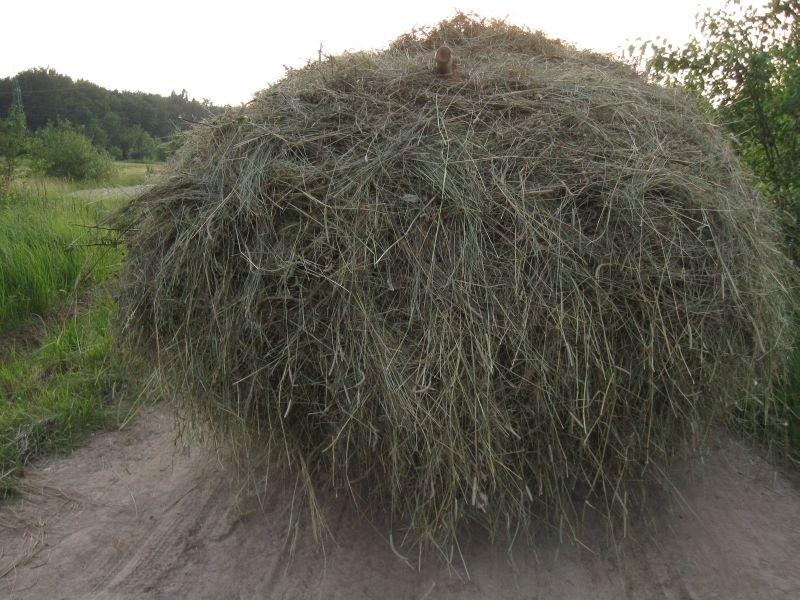 Siano na spacerze, a właściwie przejażdżce.