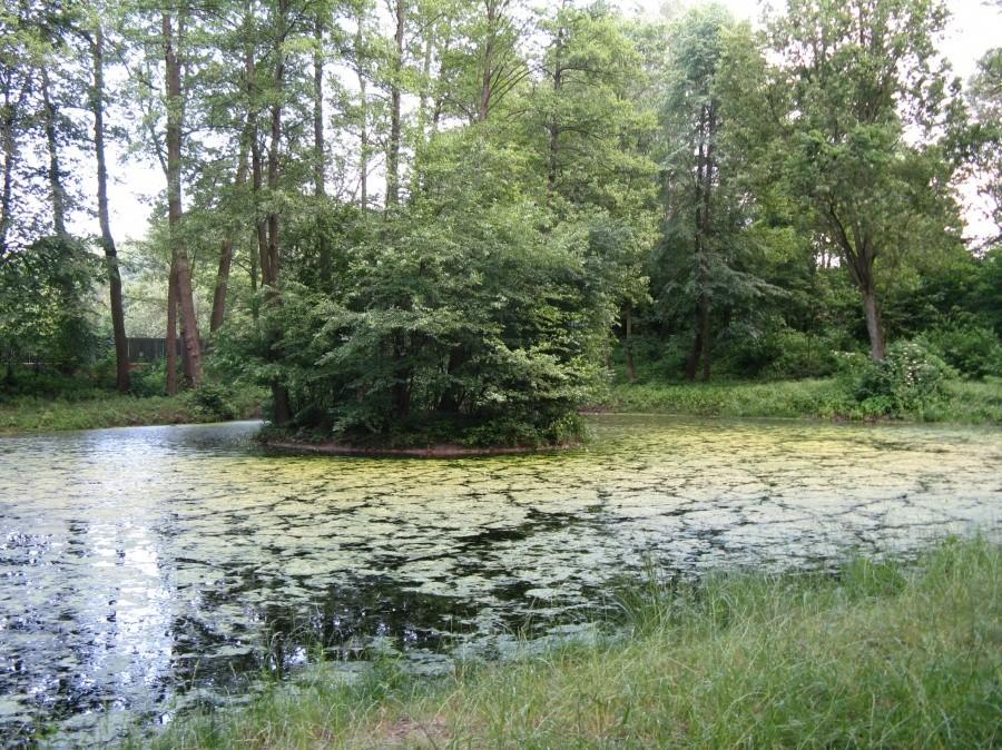 Staw z wyspą