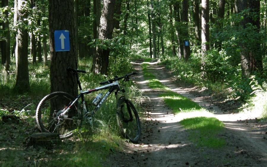 Oznakowanie maratonu w Murowanej Goślinie