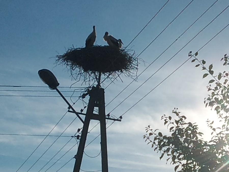 Elekrtyfikacja nie ominęła bocianiego gniazda ...