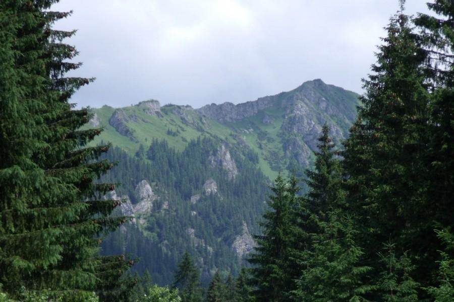 Widoczek