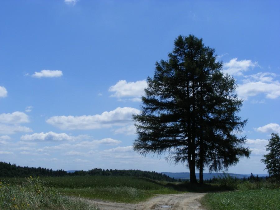Gdzieś na górze w Jaworniku